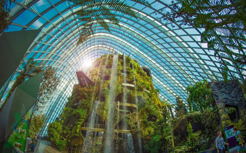Cloud Forest