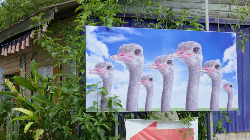 Editors%2 Fimages%2 F1684912900732 Ostrich+Farm
