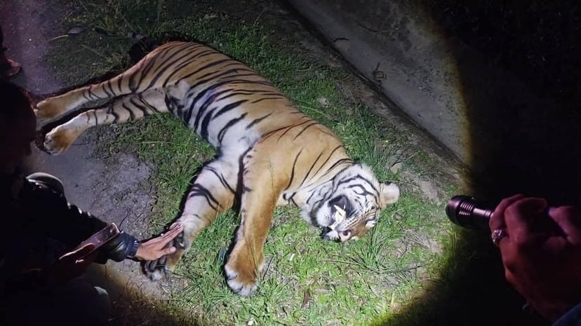 Endangered Malayan Tiger Killed After Being Hit By Car On Expressway
