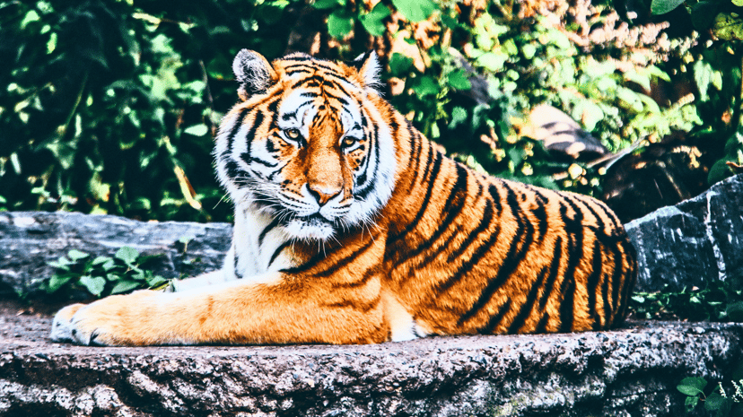Johor Zoo