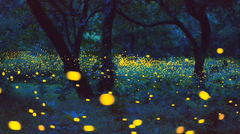 Fireflies At Firefly Park, Kota Tinggi