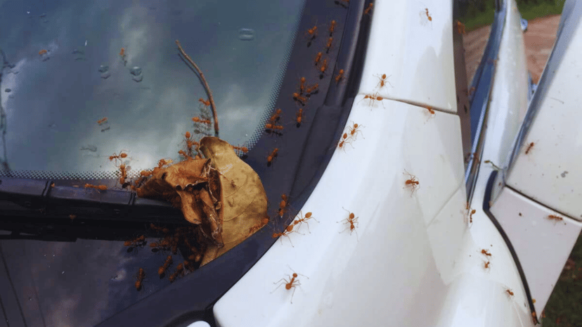Editors%2 Fimages%2 F1723444981421 Ants+In+Cars+