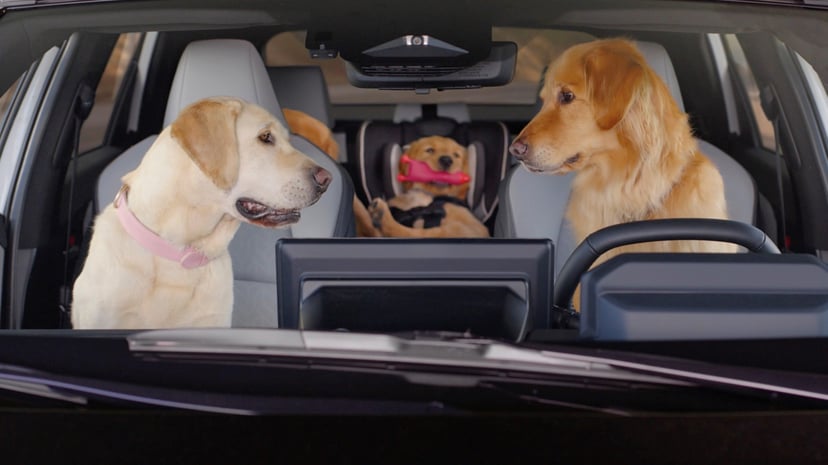 Pet Owners Selling Their Cars How Fur, Smells And Scratches Affect Resale Value