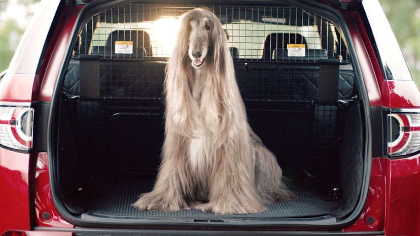 Pet Owners Selling Their Cars How Fur, Smells And Scratches Affect Resale Value