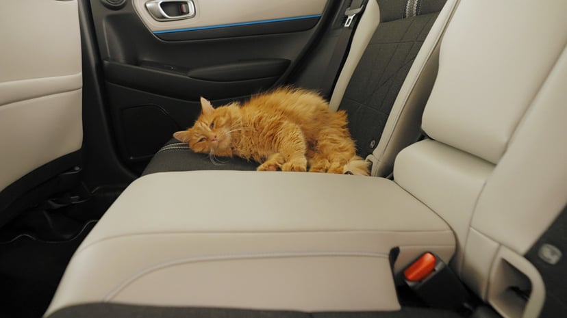 Pet Owners Selling Their Cars How Fur, Smells And Scratches Affect Resale Value